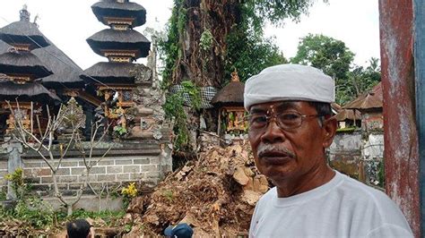 Dahan Pohon Keramat Ratusan Tahun Di Bangli Tumbang Tribun Bali