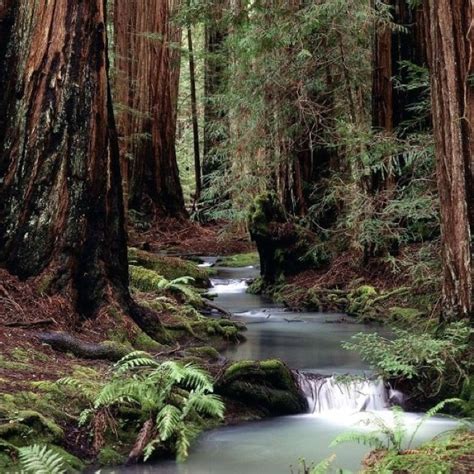 Muir Woods Waterfall Photography Waterfall Forest Pictures