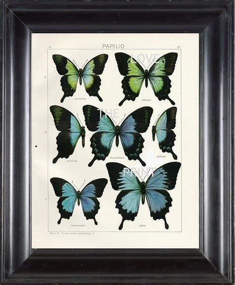 Butterfly Print Seitz Botanical Art Print 2 Beautiful Blue Etsy Art