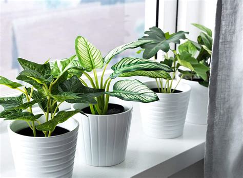 Faux Plants Fake Plants That Look Real Apartment Therapy