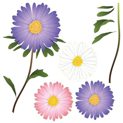 Aster Illustrations Royalty Free Vector Graphics And Clip Art Istock