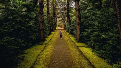 Man Is Standing Alone On Forest Road Hd Alone Wallpapers Hd