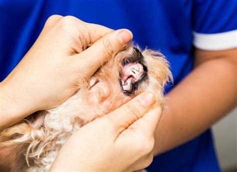 Dog Cyst On Gums Cyst On Gums Of Dog Petmd