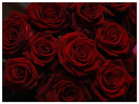 Dark Red Roses Rose Flower Wallpaper Dark Red Roses Rose Wallpaper