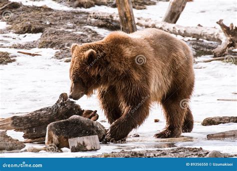 Close Up Grizzly Bear In The Winter With Snow Life Styleeat Play Chill