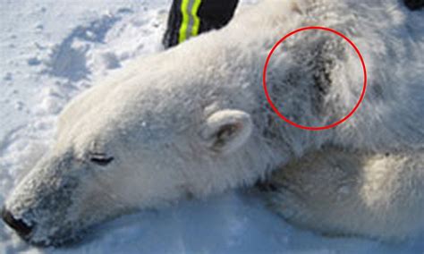 Polar Bears With Alopecia In Arctic Daily Mail Online