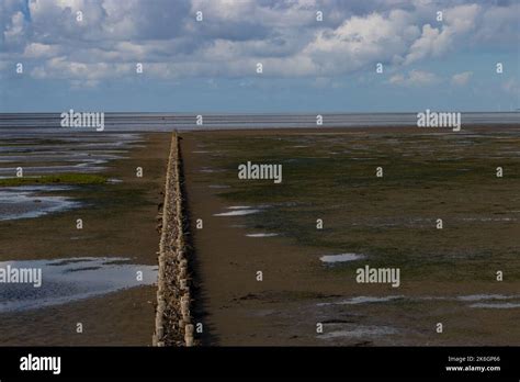 Wood Barrier For Land Reclamation In The Wadden Sea North Sea Germany Stock Photo Alamy