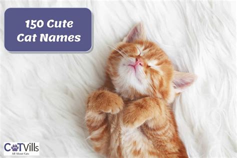 150 Cute Cat Names For Male And Female Kitties
