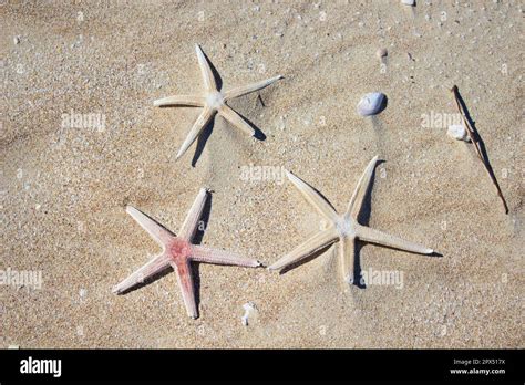 Tube Feet Starfish Hi Res Stock Photography And Images Alamy