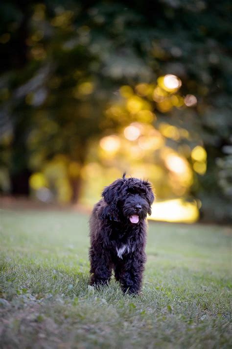 Read 128 reviews from the world's largest community for readers. Vasco the Portuguese Water Dog's Sneak Peek · Ottawa Dog ...