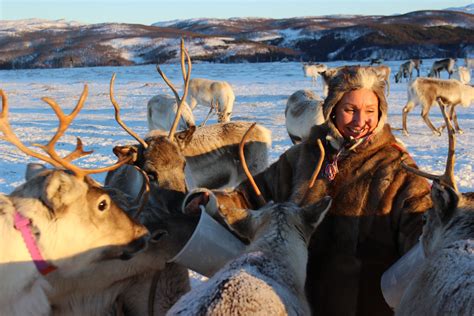 Reindeer Feeding And Sami Culture Tour
