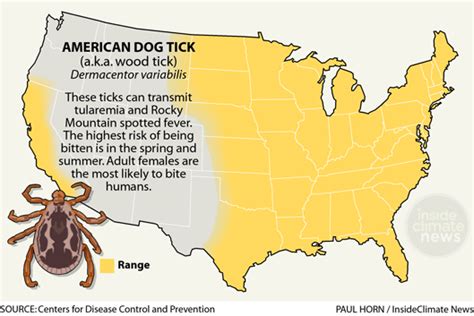 Infographic American Dog Tick Range Diseases And Behavior Inside