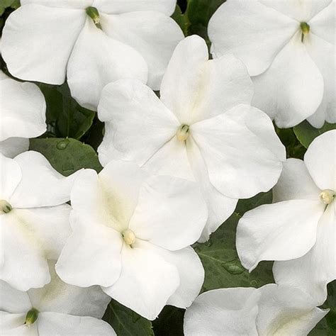 Xtreme White Impatiens Annual Flowers Flower Seeds Impatiens Flowers
