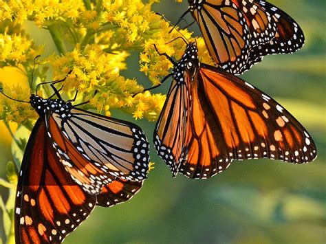 720p Free Download Monarch Butterflies Wings Flowers Butterflies