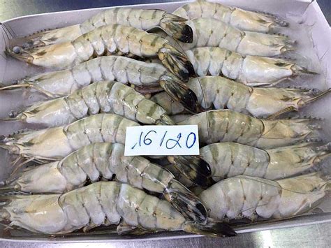 Black Tiger Shrimp Pinetree Vietnam Co Ltd Seafood Exporter