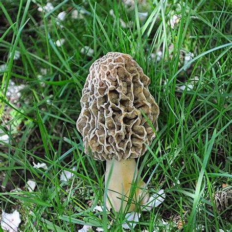 The 30 Best Ideas For Morel Mushrooms Picture Best Recipes Ideas And