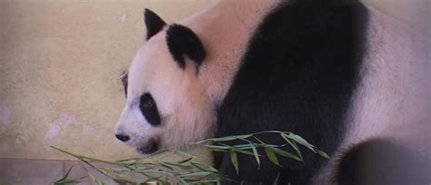 Le Séjour Au Zooparc De Beauval Des Deux Pandas Géants Huan Huan Et