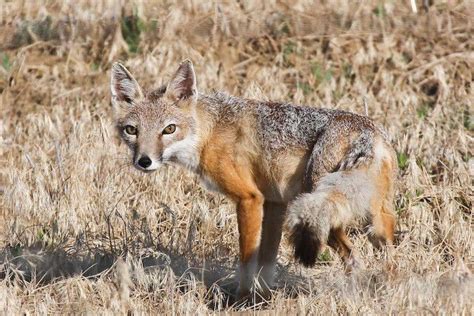 Populations Of Swift Foxes Booming In Wyoming Growing In Montana