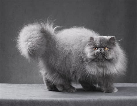 The Characteristics Of Persian Cats