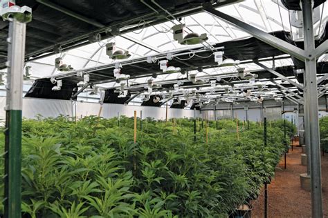 Creating The Ultimate Cannabis Greenhouse Environment Growspan