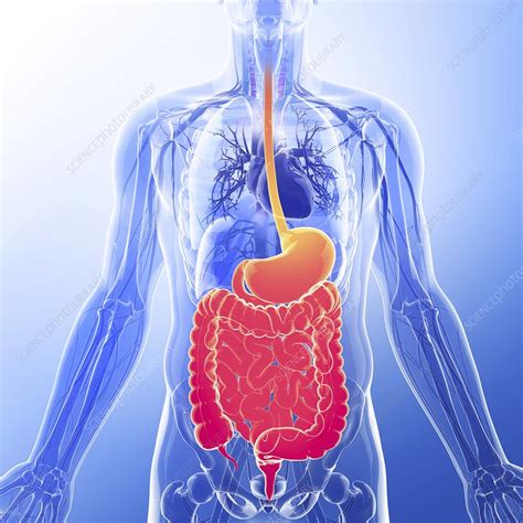 Human Digestive System Artwork Stock Image F0087703 Science