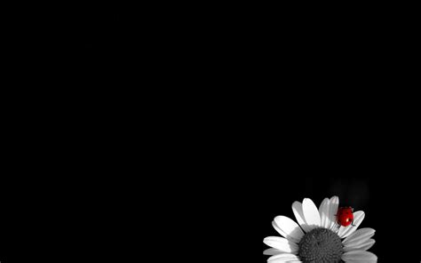 Wallpaper Black Background Flower Darkness Petal 1920x1200 Px