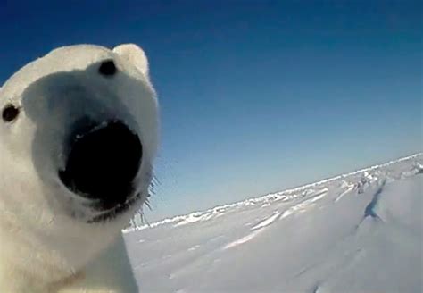Polar Bears Wearing Cameras And Fitbits Reveal An Arctic Struggle For