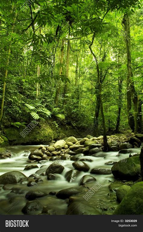 Green Forest River Image And Photo Free Trial Bigstock