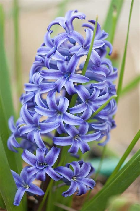 Blue Hyacinth Hyacinthus Orientalis Photograph By Maria Mosolova