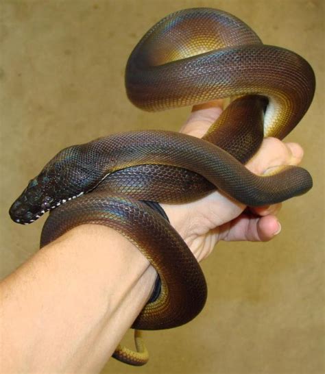 White Lipped Python Gorgeous Male Dalberts Python Tame Easy To