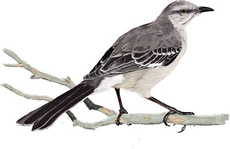 Digital Birds On Northern Mockingbird Clipart Large Size Png Image
