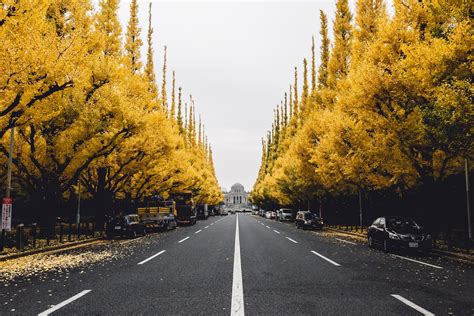 Thư Viện ảnh Background Yellow Tree Đẹp Nhất Tải Miễn Phí
