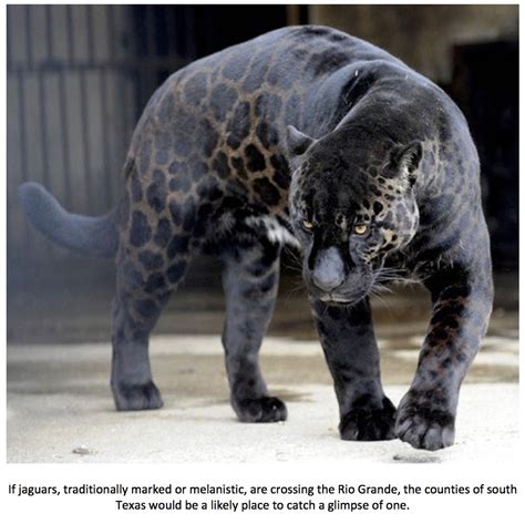 The body is buff or grey brown with round black spots. Texas Cryptid Hunter: Black Panther Sightings in Texas ...