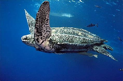 The Amazing Leatherback Sea Turtle Yesterdays Island Todays Nantucket
