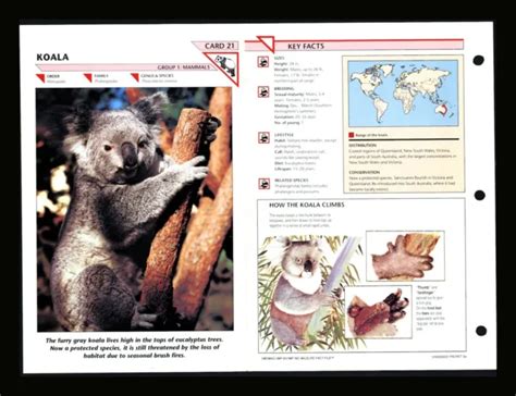 Koala Wildlife Fact File Mammals Animal Card Home School Study 121 3