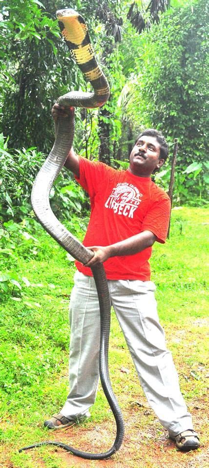 King Cobra 13 Foot Long King Cobra Rescued In India Big Animals