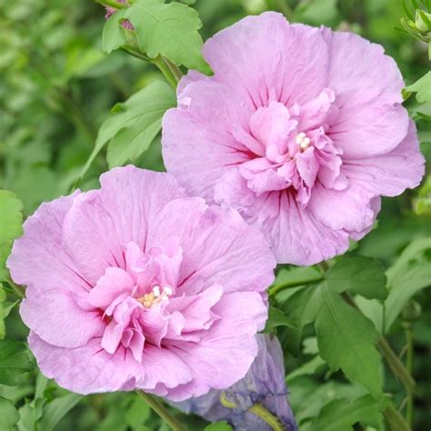 Hibiscus French Lavender Chiffon Flowering Bush Free Uk Delivery