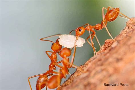 What Ants Do With Food A Tale Of Honeypots And Regurgitation Backyard Pests