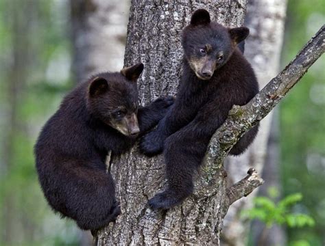 Bear Cubs Playing In The Tree Rhardcoreaww