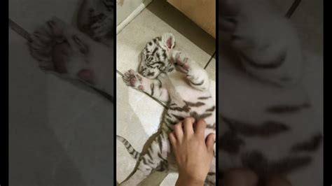 Tiger Belly Rubs Youtube