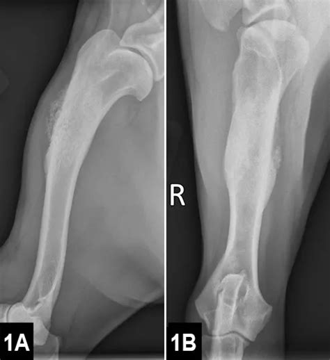 To Cut Or Not To Cut Boxer With A Bone Lesion Clinicians Brief