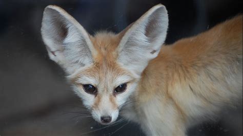 Virginia Zoos Fennec Fox Passes Away At 13