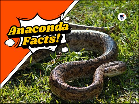 20 Anaconda Facts The Giant Of The Amazon