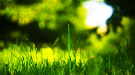 Check out this fantastic collection of 4k ultra high resolution wallpapers, with 33 4k ultra high resolution a collection of the top 33 4k ultra high resolution wallpapers and backgrounds available for download for free. 4K Resolution wallpaper 16:9 - Grass | Flickr - Photo Sharing!