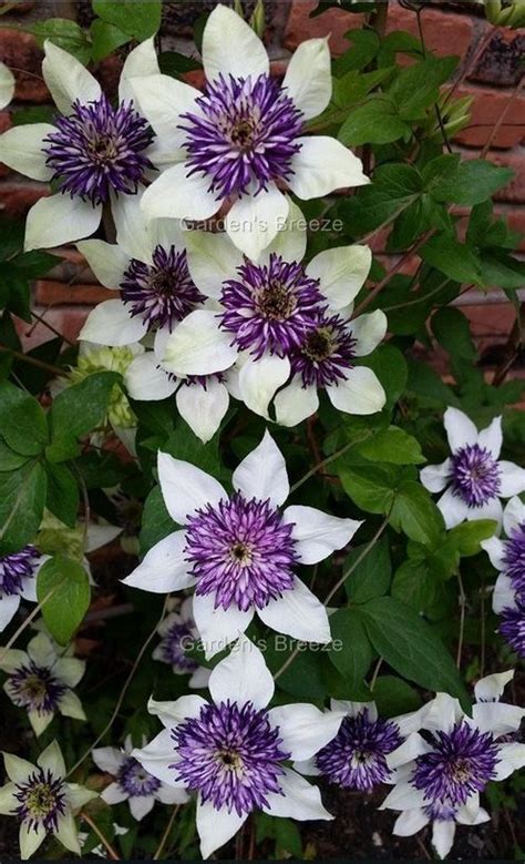 It adapts to all climates, attracts birds. Clematis Florida Sieboldii is very unique with creamy ...