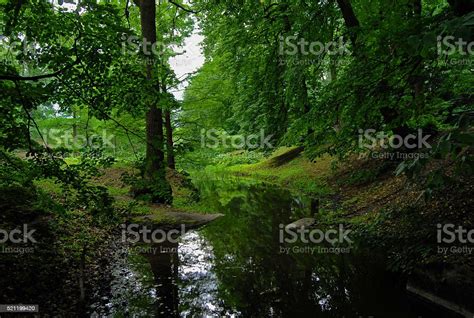 The River Flows In A Green Forest Stock Photo Download Image Now