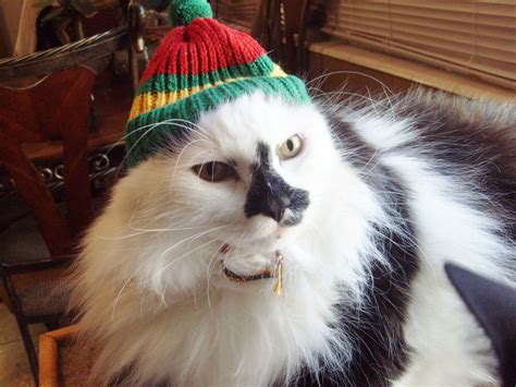 Cats In Hats And Things On Head That Are Like Hats Thecatsite