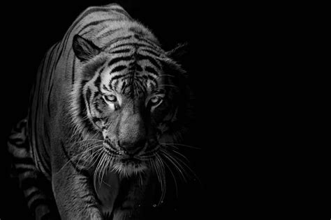 White Tiger Isolated On Black Background Stock Photo By ©art9858 80557724