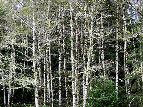 Red Alder Tree Afbeeldingen Beelden En Stockfotos Istock