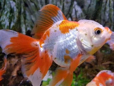 Veiltail Goldfish Veil Tail Care And Info Fancy Goldfish